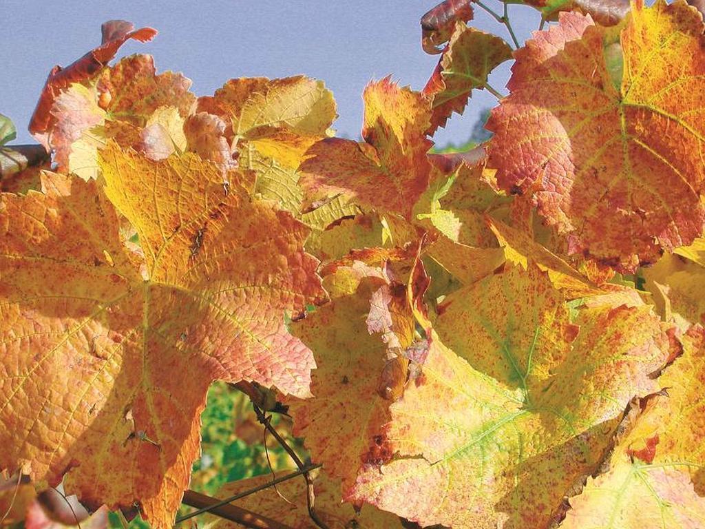 Apartmán Weingut Alfred Huber Durbach Exteriér fotografie